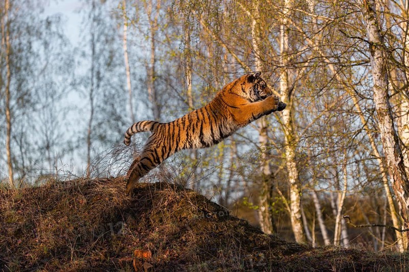 One young female Siberian Tiger, Panthera tigris altaica, running thru a birch tree forest. Hunting. Early morning light