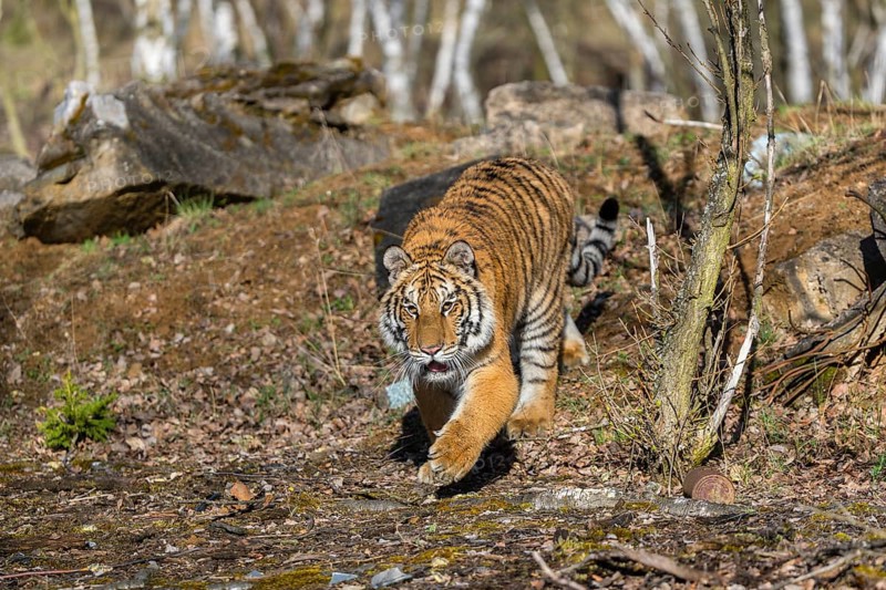 One young female Siberian Tiger, Panthera tigris altaica, walking thru a birch tree forest. Early morning light