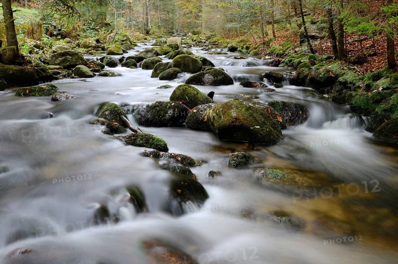 Clear stream in an autumnal forest with mossy stones and gentle flow, Kleine Ohe, Bavarian Forest National Park