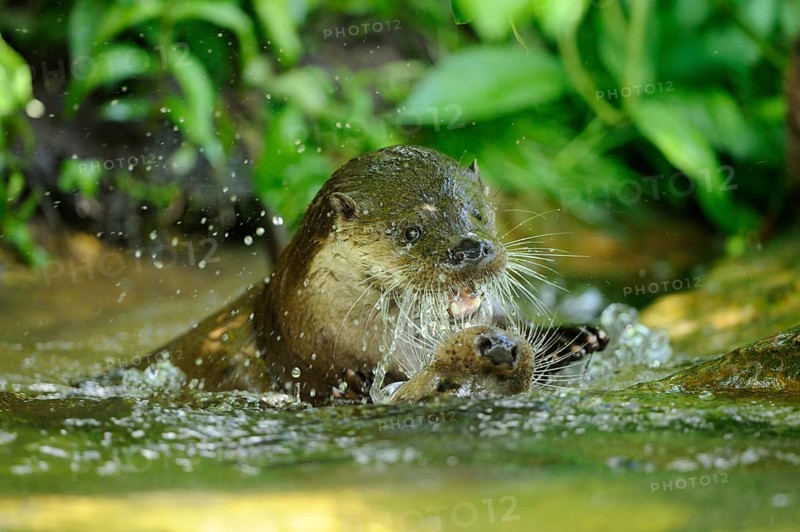 An otter playfully frolicking in the water amidst vegetation, European otter (Lutra lutra), Bavaria