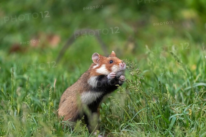 One European hamster (Cricetus cricetus), Eurasian hamster, black-bellied hamster or common hamster, standing tall in high grass, trying to get some food