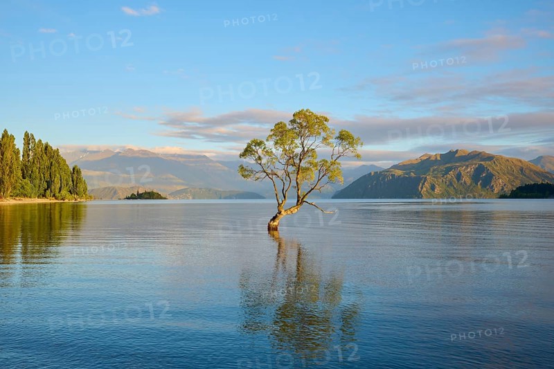 A lone tree in the water under a clear morning sky and surrounding mountains, summer, Lake Wanaka, Wanaka, Otago, South Island, New Zealand, Oceania