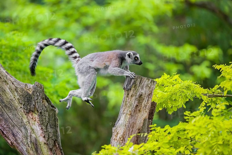 Jump. A young ring-tailed lemur (Lemur catta) climbs in a dead tree