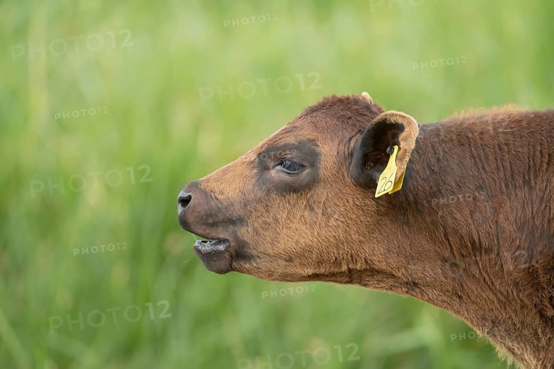 Domestic cattle or cow (Bos taurus) juvenile baby calf farm animal calling or mooing in a field, England, United Kingdom, Europe