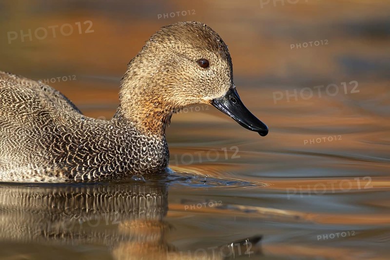 Gadwall duck (Mareca strepera) adult bird on a lake, England, United Kingdom, Europe