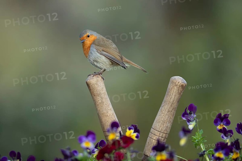 European robin (Erithacus rubecula) adult bird on a shears handle in garden plant pot with pansy flowers in spring, England, United Kingdom, Europe
