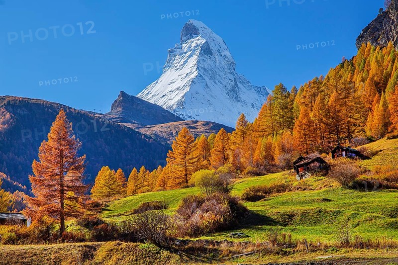 Matterhorn 4478m with golden yellow larches in autumn, Zermatt, Mattertal, Valais, Switzerland, Europe