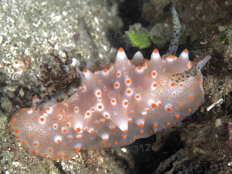 A translucent, orange speckled nudibranch, Batangas Halgerda (Halgerda batangas), on a coral surface. Dive site Twin Reef, Penyapangan, Bali, Indonesia, Asia