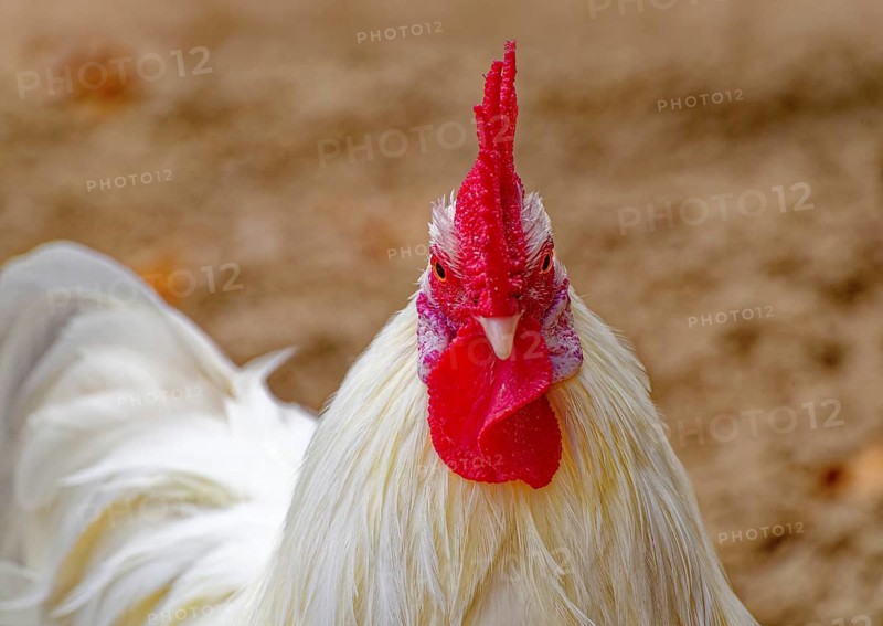 Saxon bantam chicken, Saxony chicken, white cock, domestic chicken, country chicken breed, animal portrait, Germany, Europe