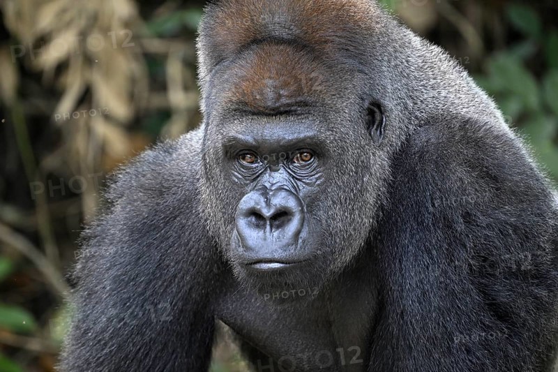 Western lowland gorilla (Gorilla gorilla gorilla), portrait, Réserve Lésio-Louna nature reserve, near Moembe, Plateau department, Republic of the Congo
