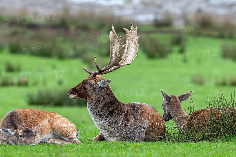 Dominant European fallow deer (Dama dama) buck, male with big antlers resting among does on lake shore during the autumn rut in October