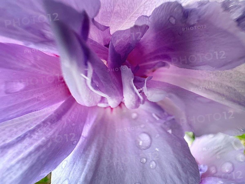 Althaea officinalis, rose mallow, shrub mallow, garden mallow, Syrian mallow, Sharon rose, festival flower (Hibiscus syriacus), macro photograph