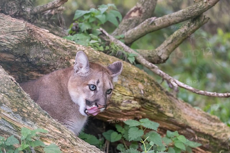 One young adult female cougar, Puma concolor, portrait between the branches of a fallen tree
