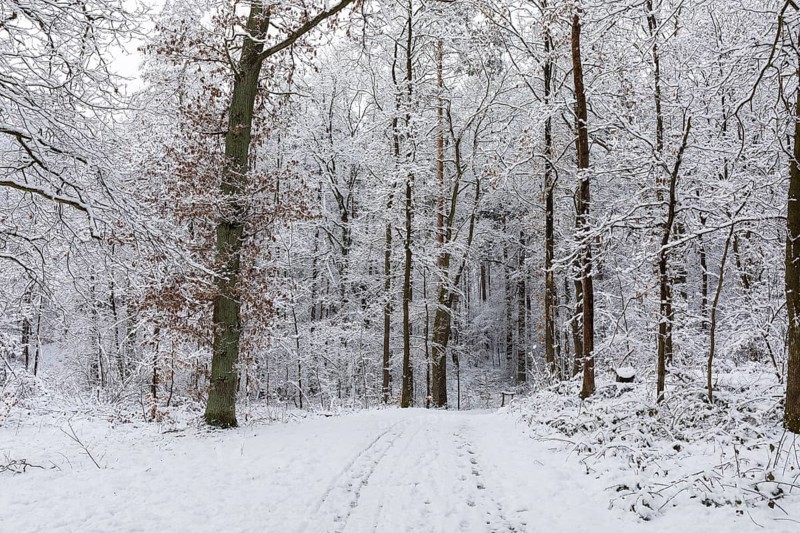 Snow-covered forest path in the Friedewald near Niederau, Moritzburger Teichgebiet, Saxony, Germany, Europe