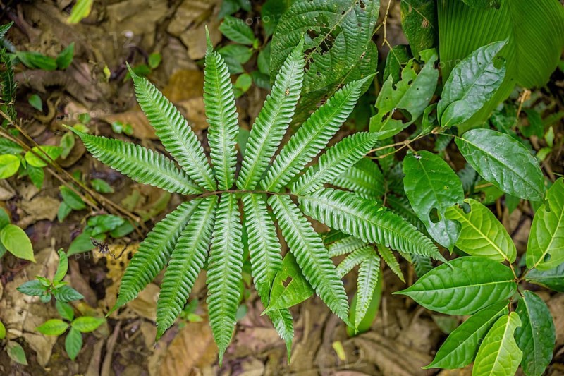 Fern in the tropical rainforest, Corcovado National Park, Osa Peninsula, Puntarena Province, Costa Rica, Central America