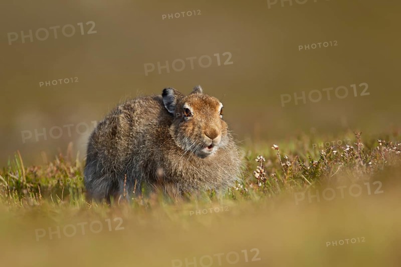 Mountain hare (Lepus timidus) adult animal in its summer coat resting on a hillside, Cairngorm mountains, Scotland, United Kingdom, Europe