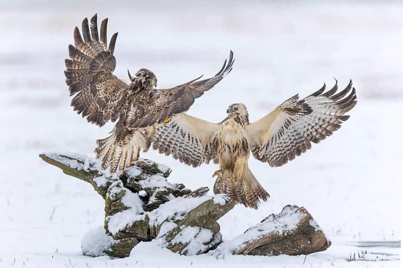 Common buzzard (Buteo buteo) Interaction of two birds of prey, food competitor, spreading wings, bird of prey, foraging, snow and frost, winter landscape, floodplain landscape, floodplain meadows, UNESCO World Heritage Site, Elbe River Landscape Biosphere Reserve, Saxony-Anhalt, Germany, Europe