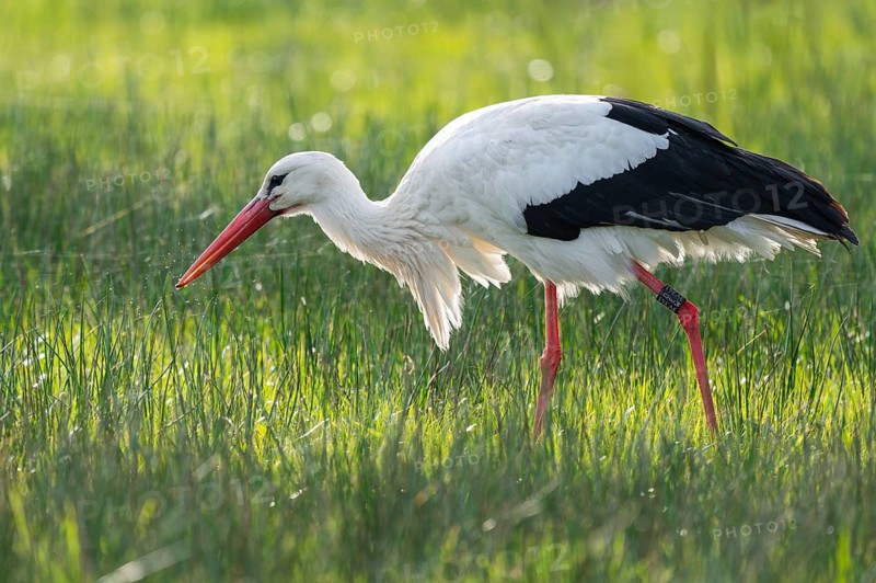White stork (Ciconia ciconia) foraging in a meadow, spider threads on the grass, Lower Saxony, Germany, Europe