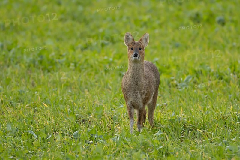 Chinese water deer (Hydropotes inermis) adult animal in a farmland field, England, United Kingdom, Europe