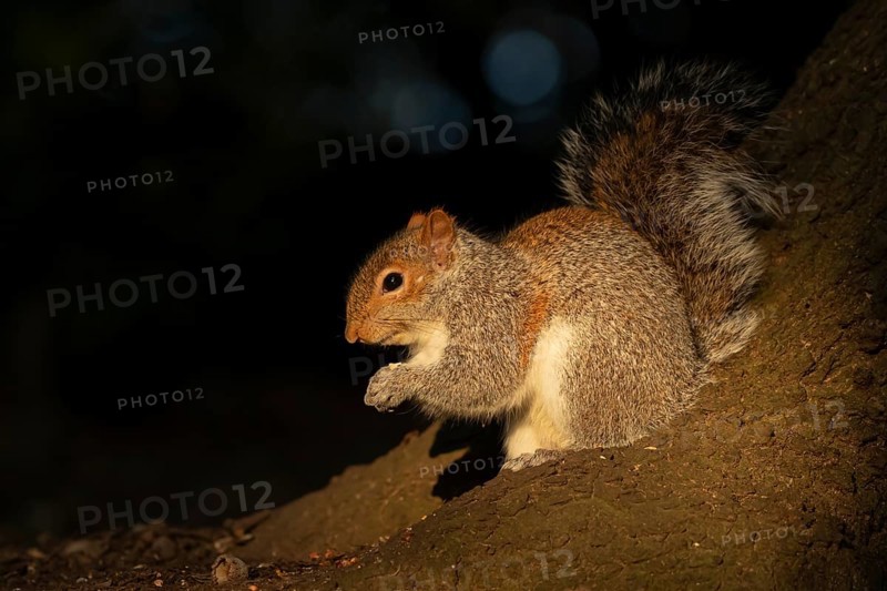 Grey squirrel (Sciurus carolinensis) adult animal feeding on a nut on a tree trunk, England, United Kingdom, Europe