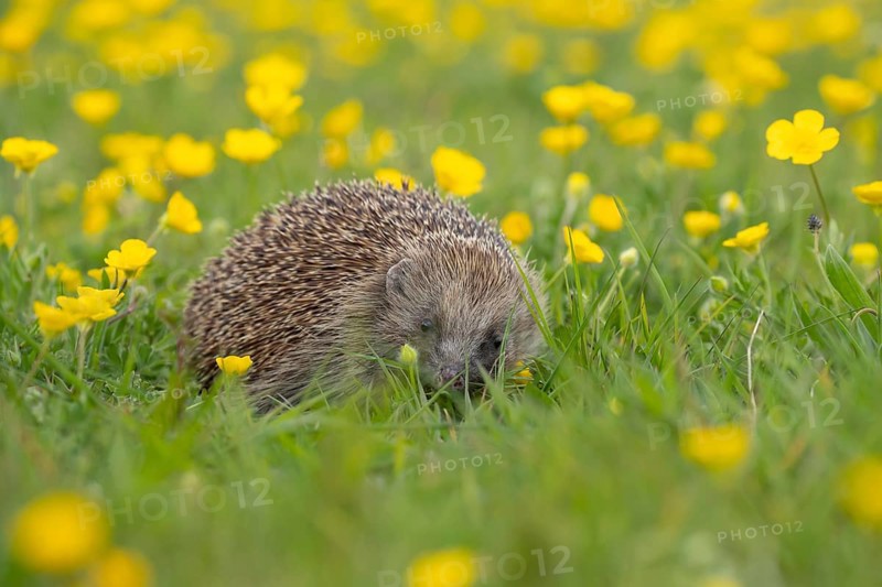European hedgehog (Erinaceus europaeus) adult animal in a spring time meadow with flowering Buttercups, England, United Kingdom, Europe