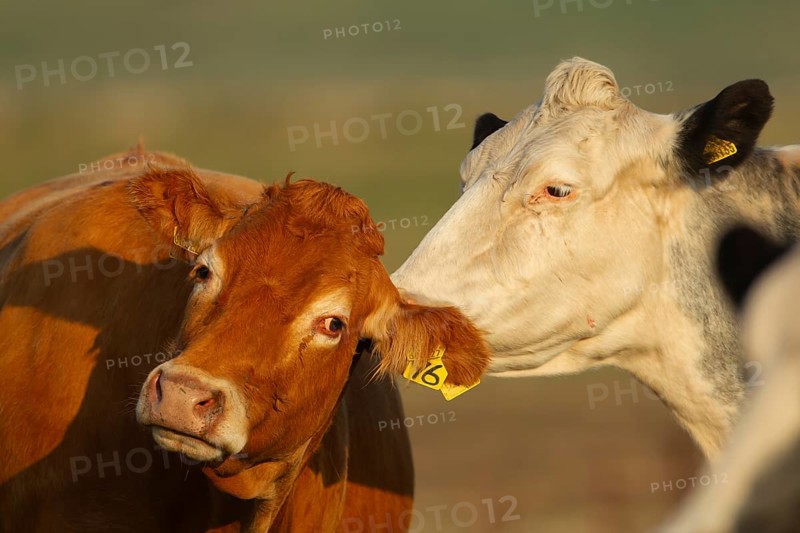 Domestic cattle or cow (Bos taurus) farm animals adult mother washing a juvenile baby calf in a grass field in summer, England, United Kingdom, Europe