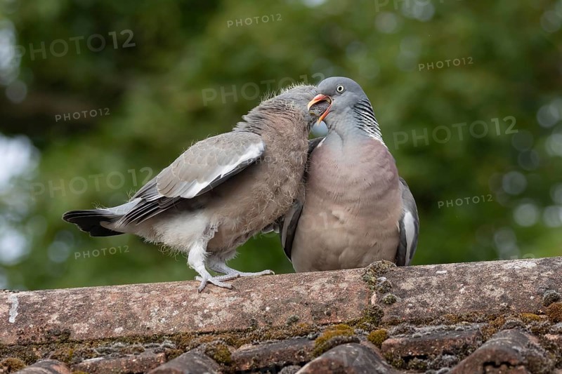 Wood pigeon (Columba palumbus) two birds adult bird feeding a juvenile baby cobb on an urban house roof, England, United Kingdom, Europe