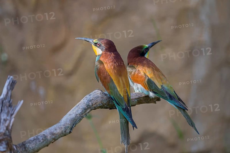 Two European bee-eater (Merops apiaster) sitting on a twig in front of a breeding cliff