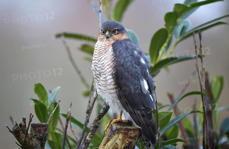 Sparrowhawk, (Accipiter nisus) sitting in cherry laurel, Schleswig-Holstein, Germany, Europe