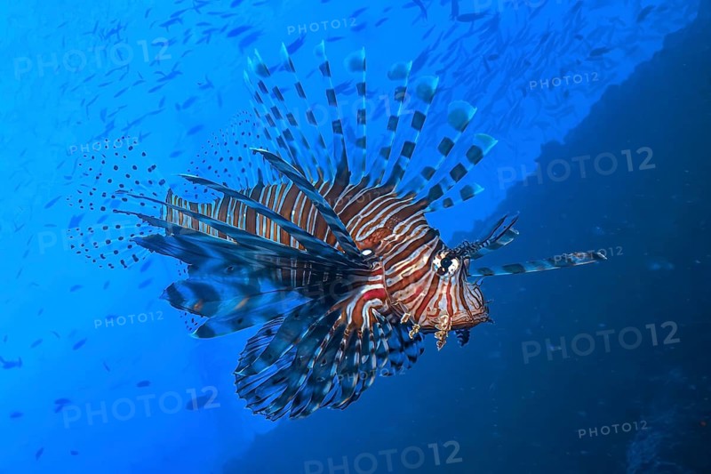 Pacific red lionfish (Pterois volitans) with spread fins poisonous spines poisonous marine animal floating in open water blue sea in the background coral reef, Indo-Pacific, Indian Ocean, Maldives, Asia