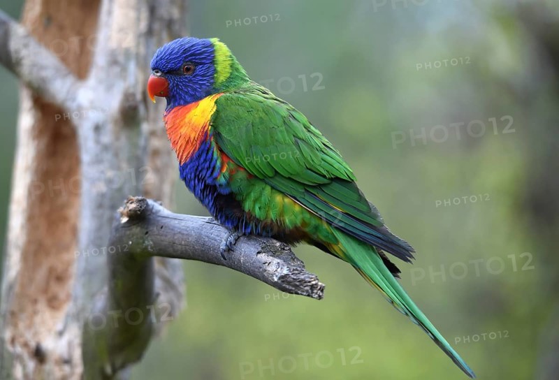 Lorikeet, (Loriini) in Marlow Bird Park, Mecklenburg-Western Pomerania, Germany, Europe