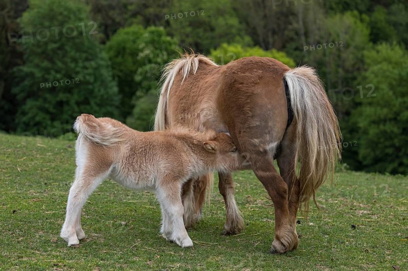 Falabella mare suckling foal, The Falabella (Equus ferus caballus) is the smallest horse at all
