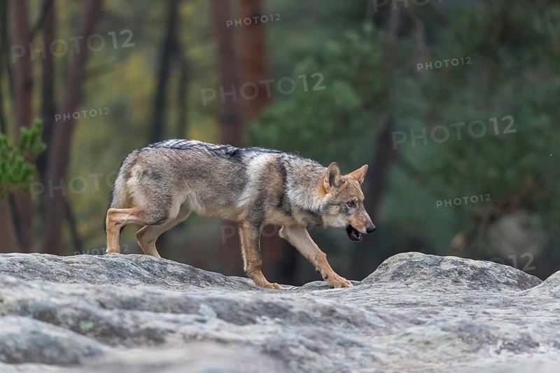 One young male eurasian gray wolf (Canis lupus lupus) running thru a forest with rocks and heather. Green vegetation in the background