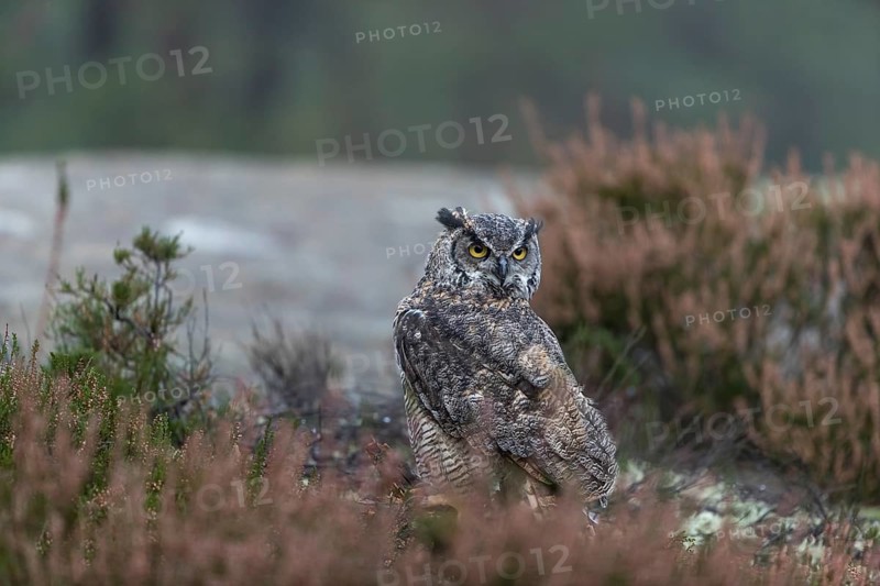 One adult Great horned owl (Bubo virginianus) sitting on the ground between heather. A forest in green and yellow autumn colors in the background