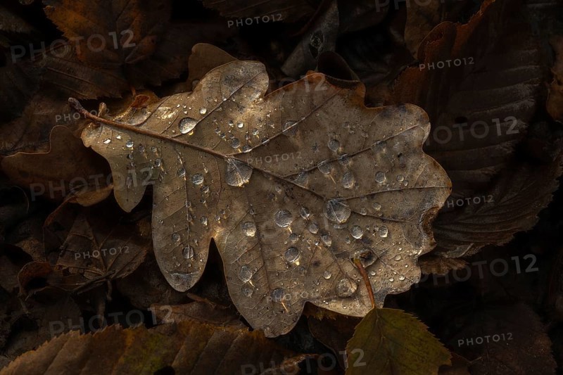 A leaf with water droplets lies on the floor. The leaf is brown and the water droplets are clear. Bas rhin, Alsace, France, Europe
