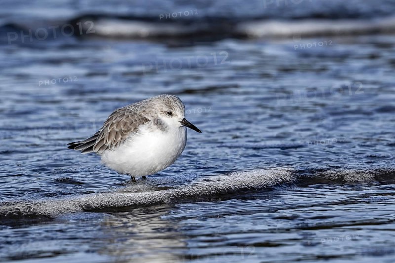 Sanderling (Calidris alba) in non-breeding plumage foraging in shallow water on the beach along the North Sea coast in late autumn, winter
