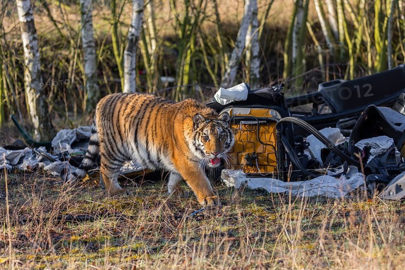 One young female Siberian Tiger, Panthera tigris altaica, walking thru a waste dump with car parts. Early morning light