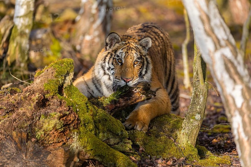 One young female Siberian Tiger, Panthera tigris altaica, playing with some rotten wood in a birch tree forest. Early morning light
