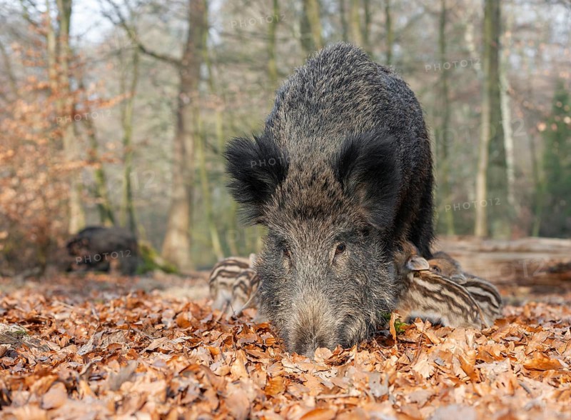 Wild boar, wild boar (Sus scrofa) a sow suckling young boars in the forest, Germany, Europe