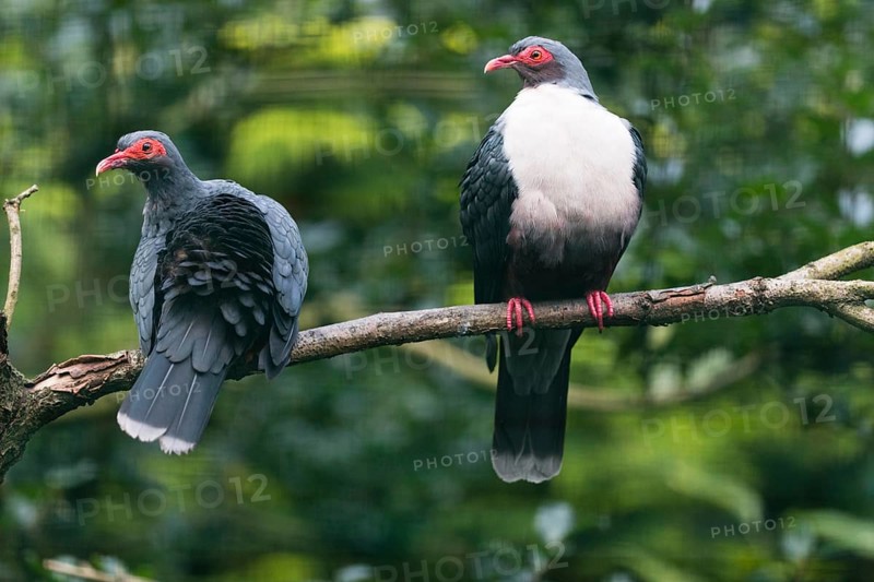 Papuan Mountain Pigeons (Gymnophaps albertisii), captive, Germany, Europe