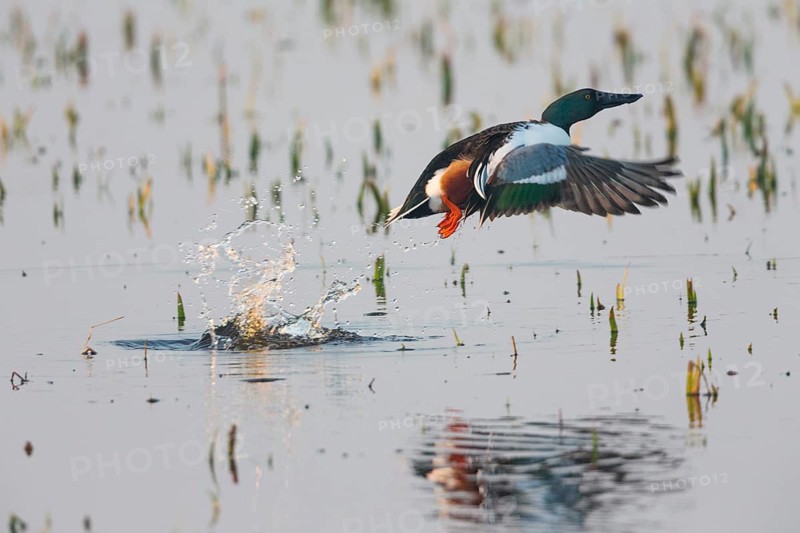 Northern Shoveler (Anas clypeata), male duck taking off in flight from lake, in display flight, island of Texel, Holland