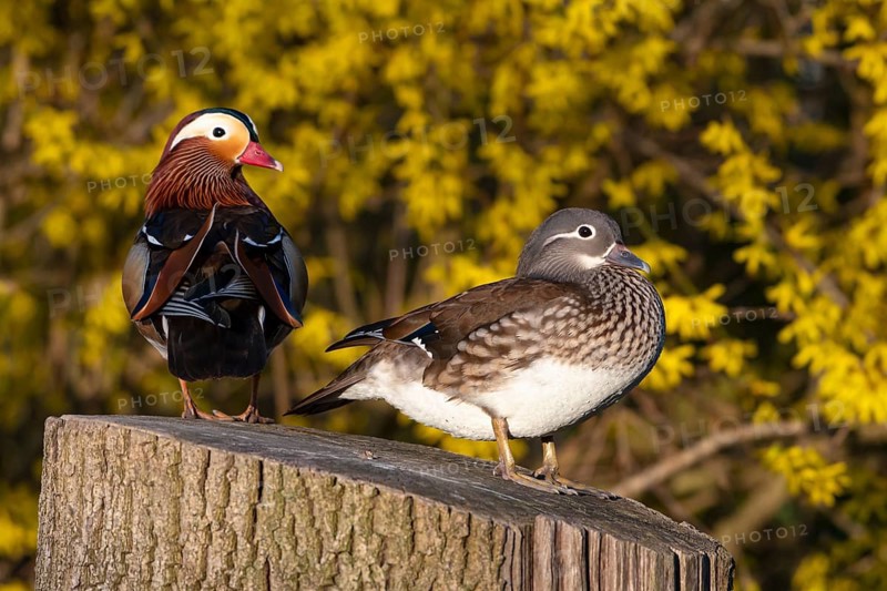 Mandarin duck (Aix galericulata), pair in mating season, sitting on a tree trunk, Heiligenhaus, North Rhine-Westphalia, Germany, Europe