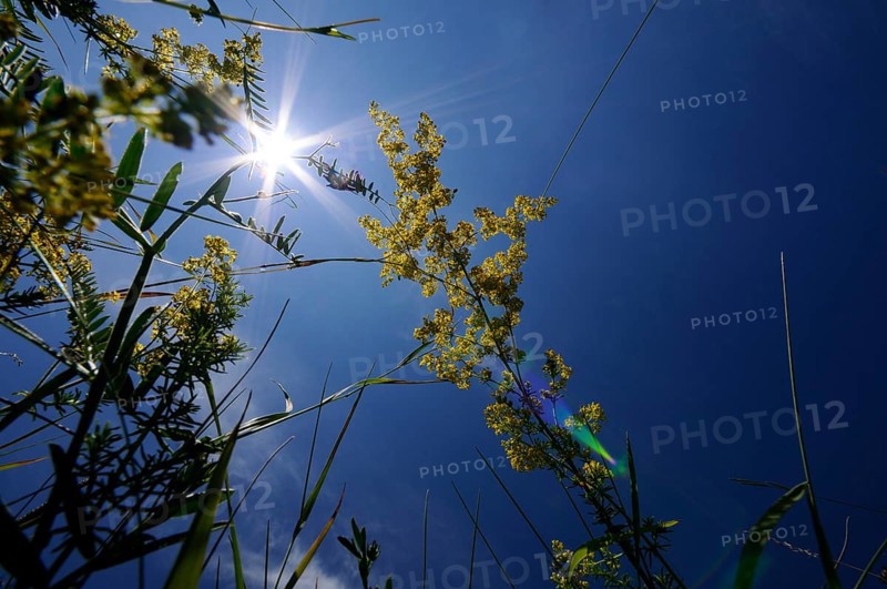 Rays of sunshine shine through yellow flowers and grasses set against a clear, deep blue sky, Lady's bedstraw (Galium verum), Franconia