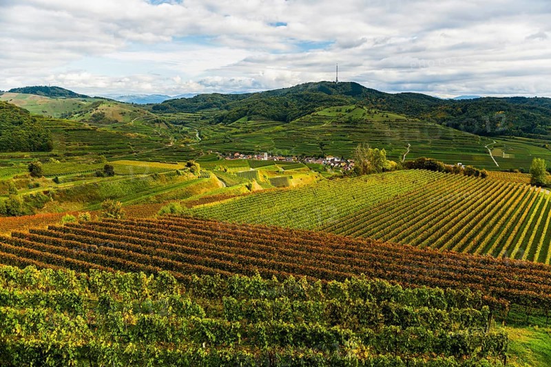 Hilly landscape and vineyards in autumn, near Oberbergen, Kaiserstuhl, Baden-Württemberg, Germany, Europe