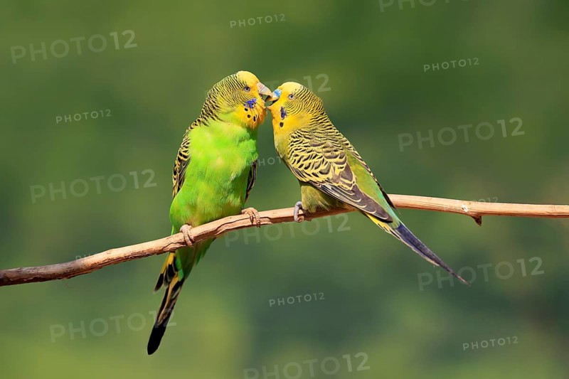 Budgerigar (Melopsittacus undulatus), adult, pair, male, female, two, in perch, courtship, social behaviour, Australia, Oceania