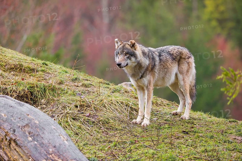 An adult male grey wolf (Canis lupus lupus) stands on a sloping meadow on a hill and observes the surroundings. A forest can be seen in the background