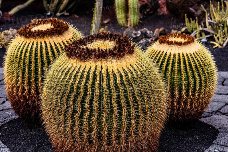 2016, Guatiza, Lanzarote, Jardin de Cactus by Cesar Manrique, ESP, Spain, Canary Islands, Canary Islands, Atlantic Ocean, Lanzarote, biosphere reserve, volcano, volcanism, volcanic island, island, recording date, Europe