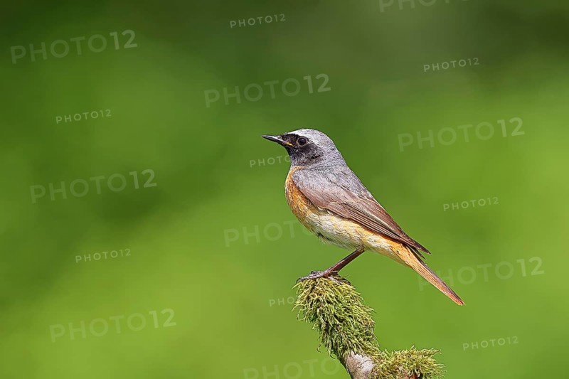 Redstart (Phoenicurus phoenicurus), male on a mossy branch, songbird, wildlife, Siegerland, North Rhine-Westphalia, Germany, Europe