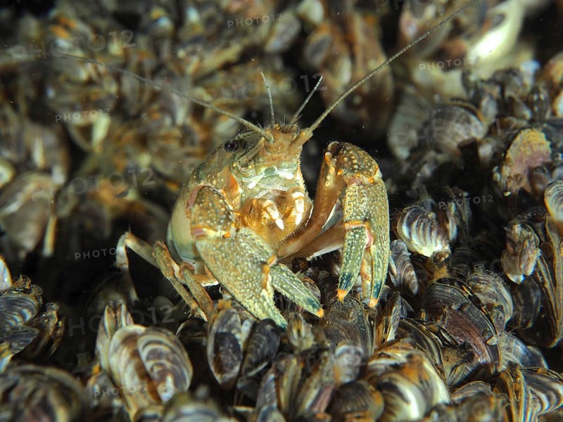 Crayfish (Faxonius limosus), American crayfish, invasive species sits surrounded by quagga mussels (Dreissena rostriformis bugensis), invasive species, and shows its claws, Wildsau dive site, Berlingen, Lake Constance, Switzerland, Germany, Europe