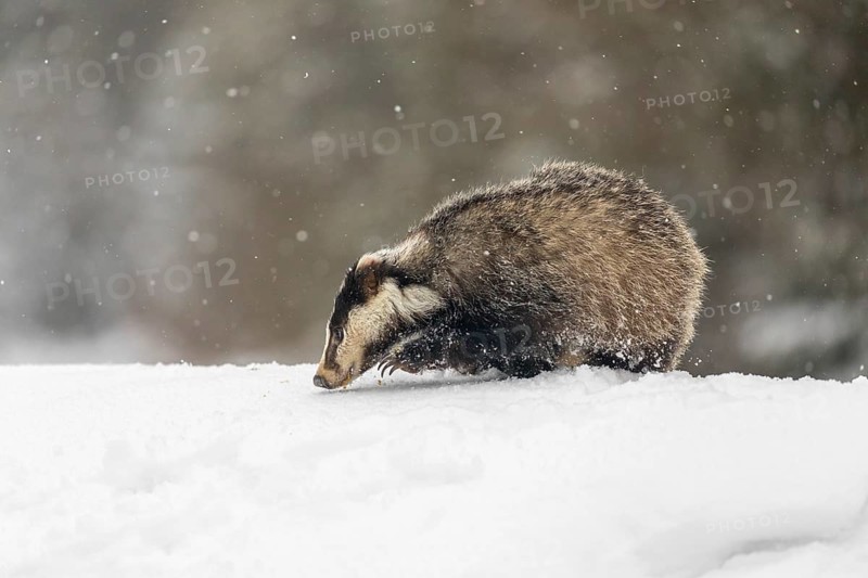 One young European badger (Meles meles) walking through deep snow during snow fall